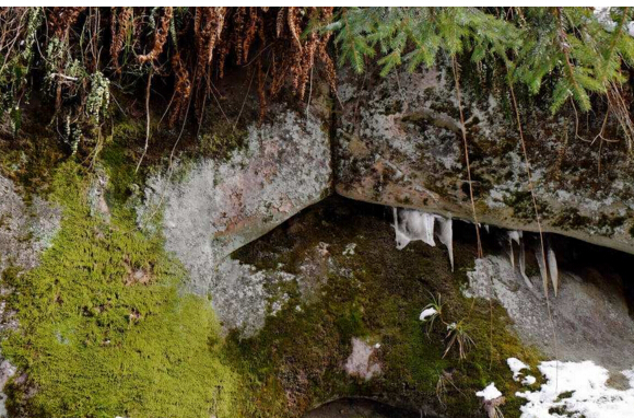 长苔藓的雪花青